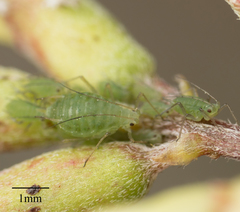 Acyrthosiphon kondoi