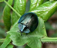 Cyrtonota thalassina