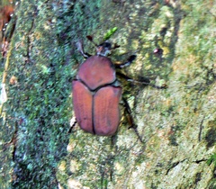 Allorrhina cornifrons