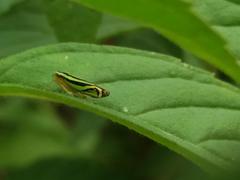 Sibovia sagata