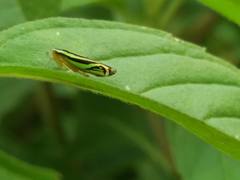 Sibovia sagata
