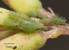 Acyrthosiphon kondoi