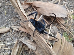 Tragidion coquus