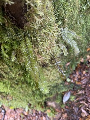 Cyathophorum bulbosum