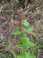 Eupatorium villosum