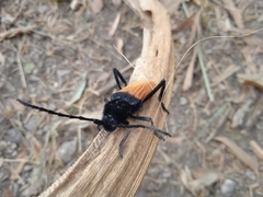 Tragidion coquus