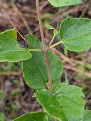 Eupatorium villosum