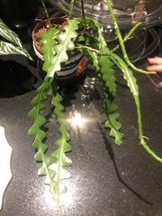 Selenicereus anthonyanus