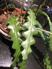 Selenicereus anthonyanus