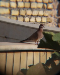 Streptopelia senegalensis