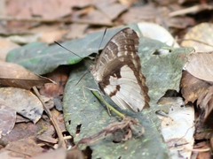 Euriphene gambiae