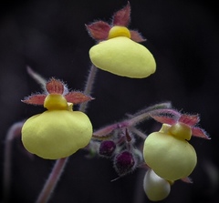 Calceolaria chelidonioides