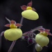 Calceolaria chelidonioides - Photo (c) lucasroj, algunos derechos reservados (CC BY-NC)
