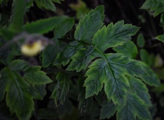 Calceolaria chelidonioides