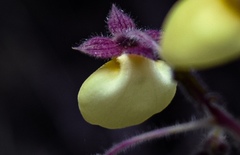 Calceolaria chelidonioides
