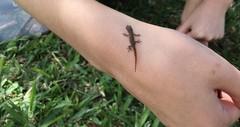 Lygodactylus capensis