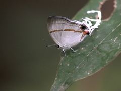 Hypolycaena antifaunus