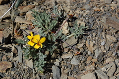 Viola douglasii