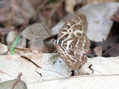 Catuna angustatum