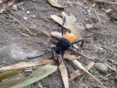 Tragidion coquus