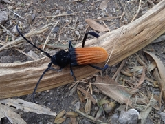 Tragidion coquus