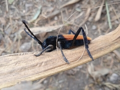 Tragidion coquus