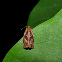 Archips oporana