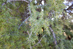 Condalia globosa pubescens