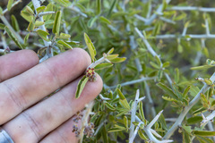 Condalia globosa pubescens