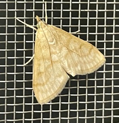 Paracorsia repandalis