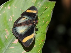Euphaedra phaethusa