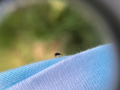 Neocyba metrosideros