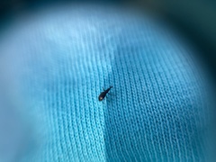 Neocyba metrosideros