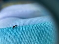 Neocyba metrosideros