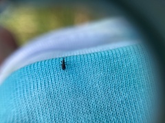 Neocyba metrosideros