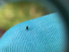 Neocyba metrosideros