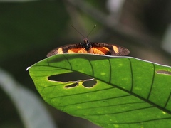 Pseudacraea eurytus