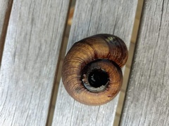 Powelliphanta traversi