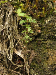 Weinmannia tomentosa