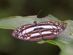 Pseudoneptis bugandensis