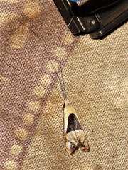 Ceromitia trigoniferella