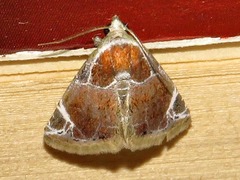 Eublemma costimacula