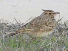 Galerida cristata