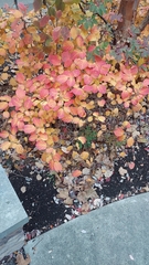 Fothergilla ×intermedia