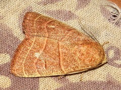 Cosmia natalensis