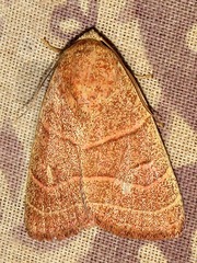 Cosmia natalensis