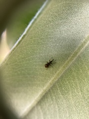 Neocyba metrosideros