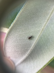 Neocyba metrosideros