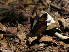 Euphaedra mariaechristinae