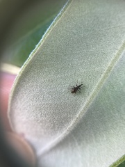 Neocyba metrosideros